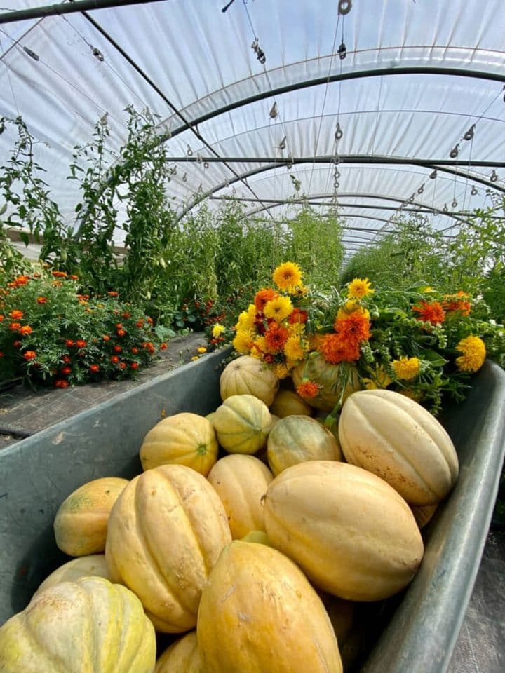 Silence it grows! Grocery store at BIO farm - 11