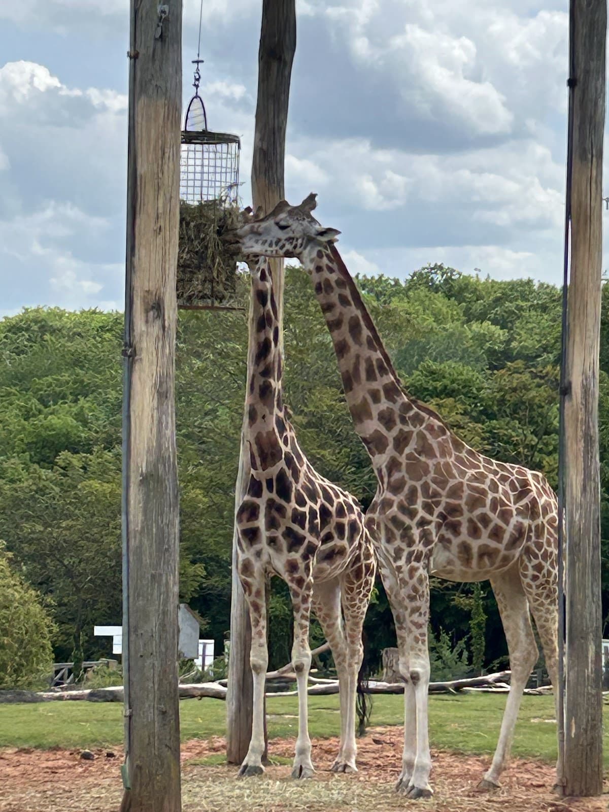 Amnéville Zoo: one of the most beautiful zoos in France - 3