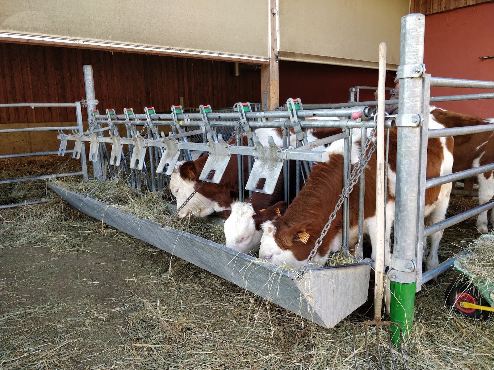 Meat, milk and potatoes of the farm - 10