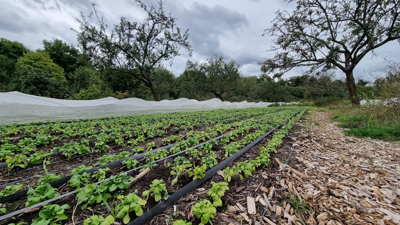 En direct de la ferme - 9