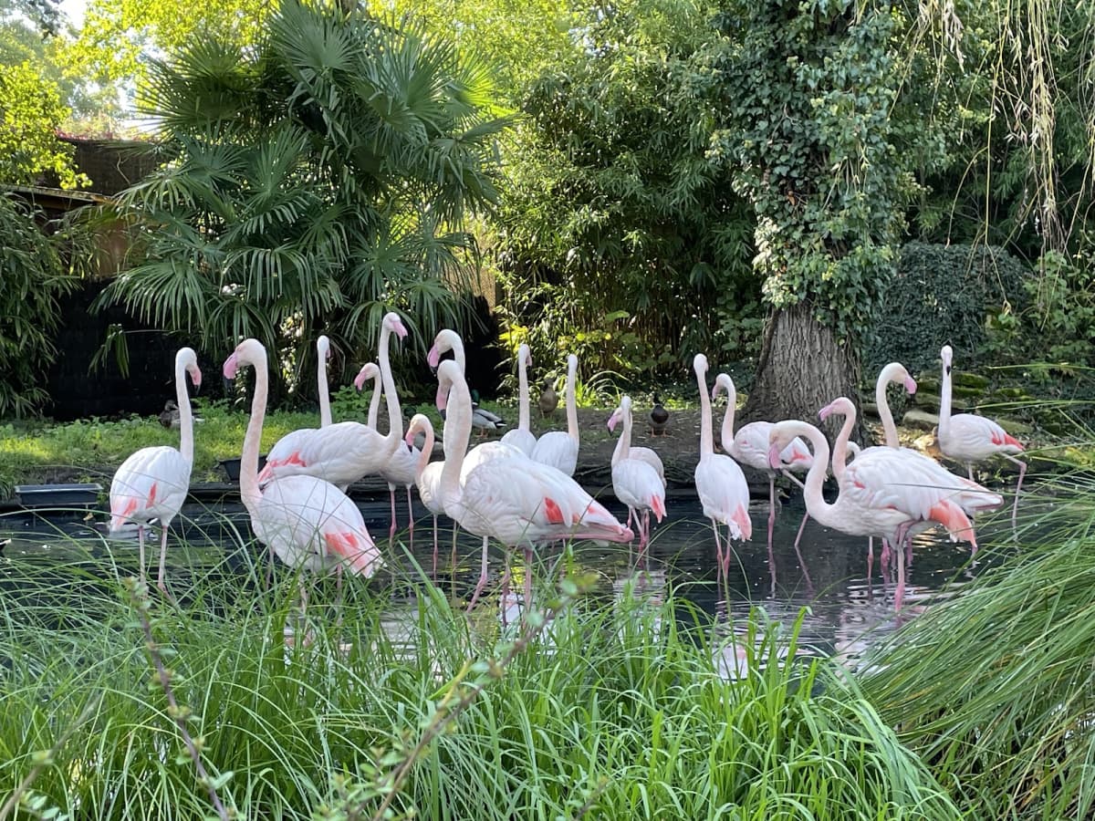Amnéville Zoo: one of the most beautiful zoos in France - 10
