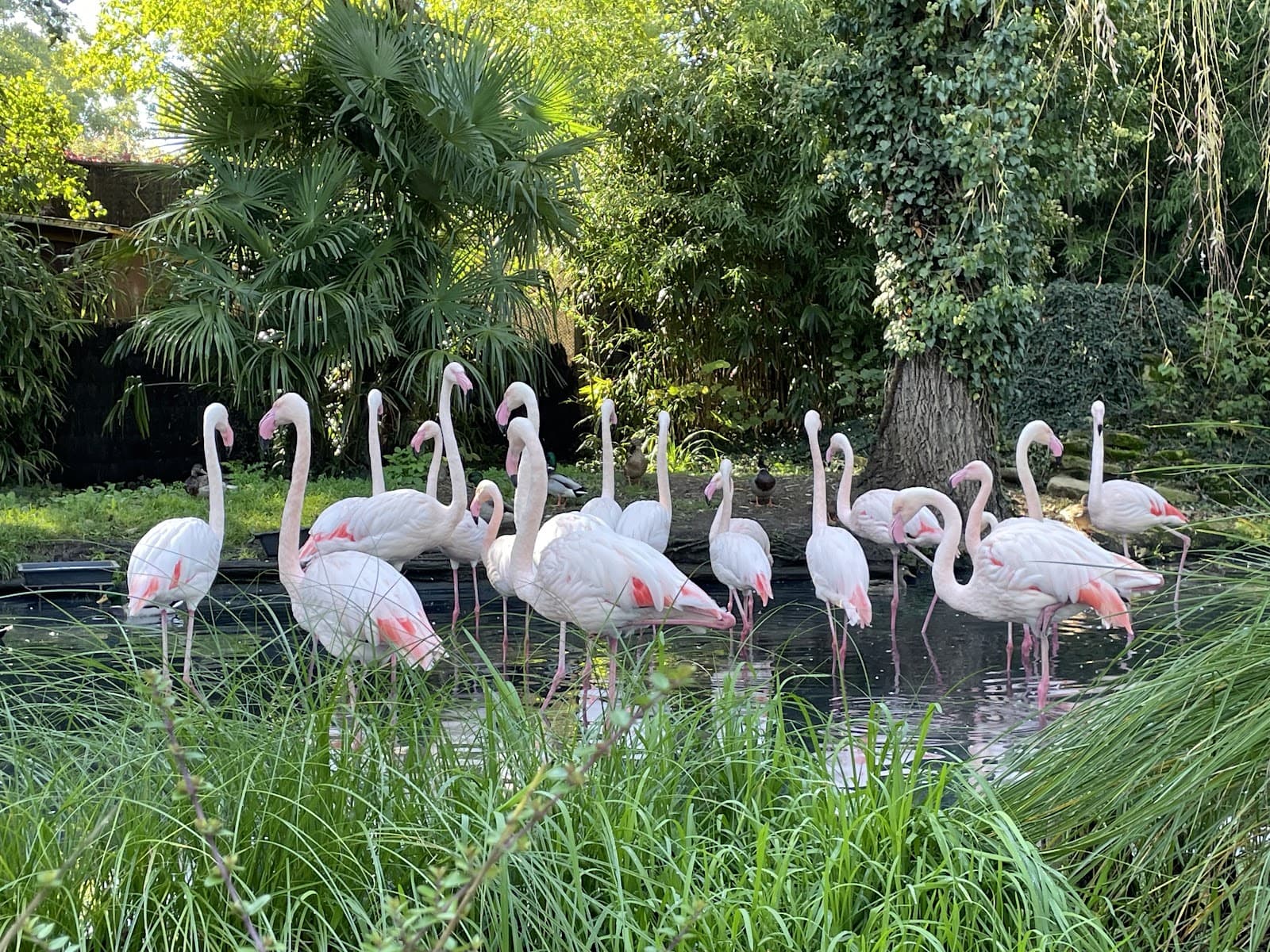 Amnéville Zoo: one of the most beautiful zoos in France - 10