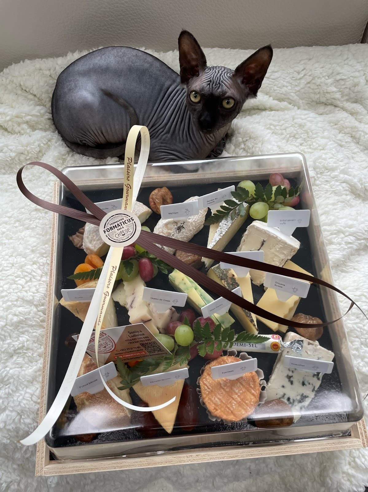 Cheese bar! - 10