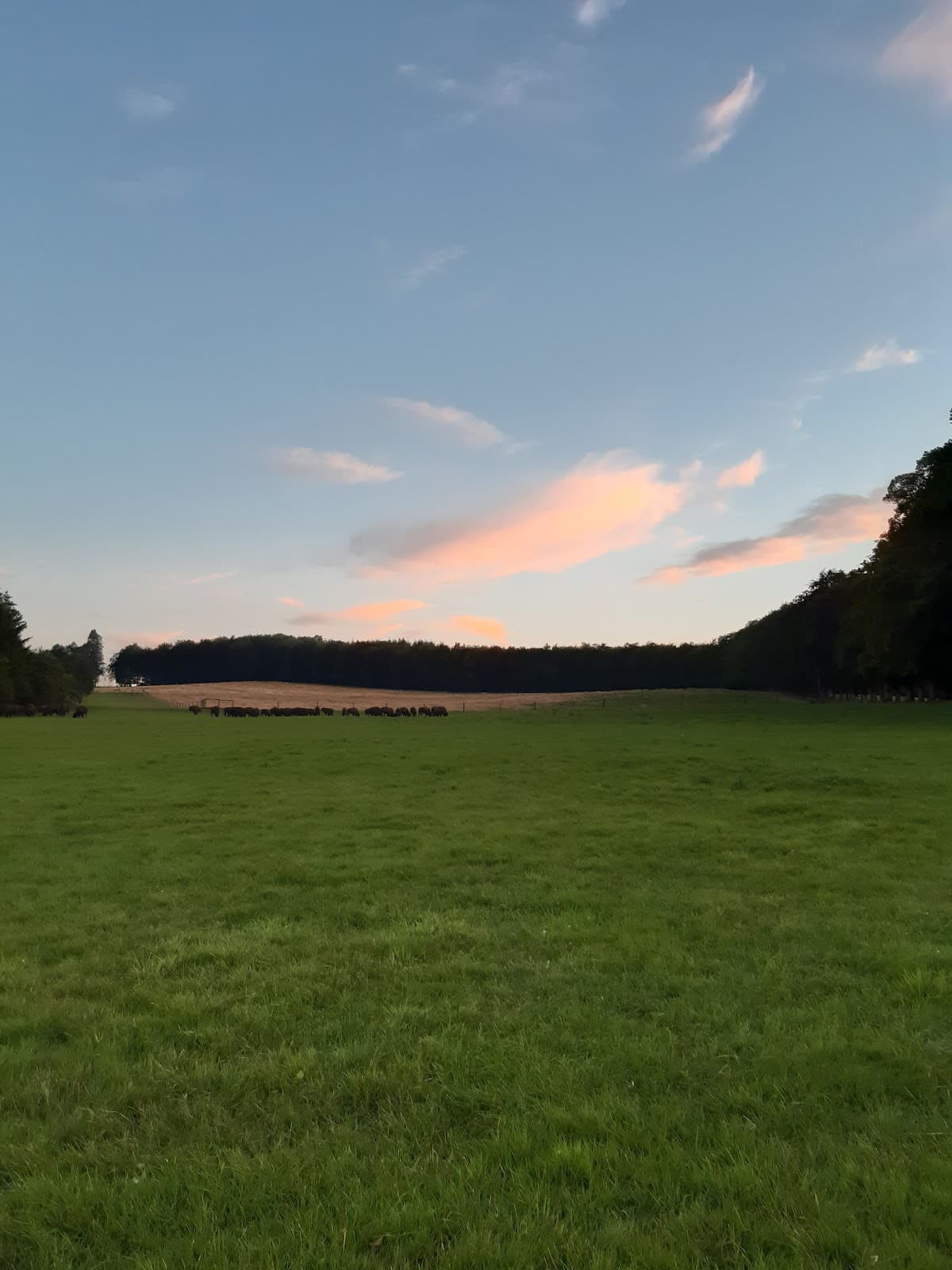 Bisons en vue - 11