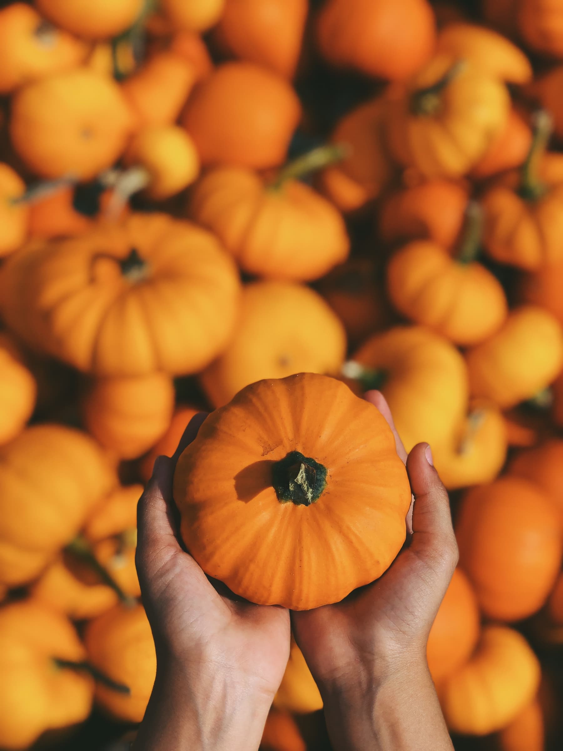 Halloween approche… et ça va être délicieux !