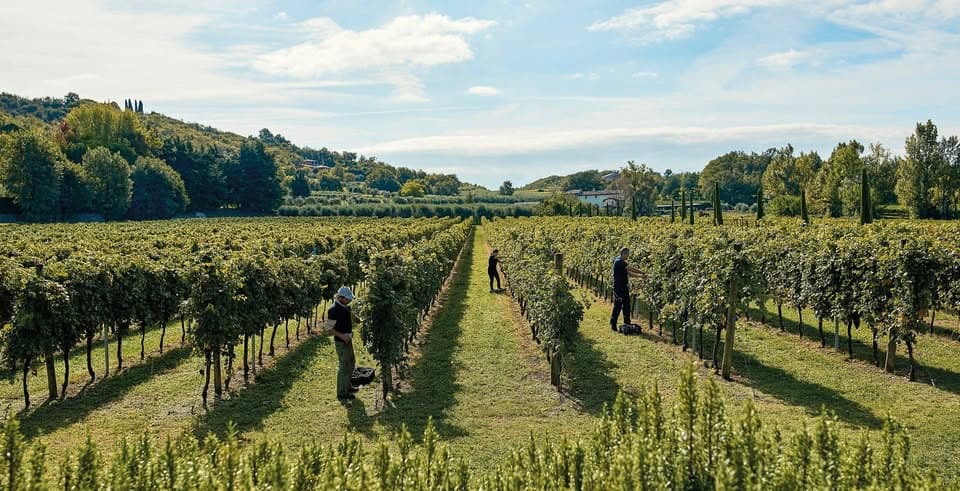 Dégustation de vins et épicerie fine