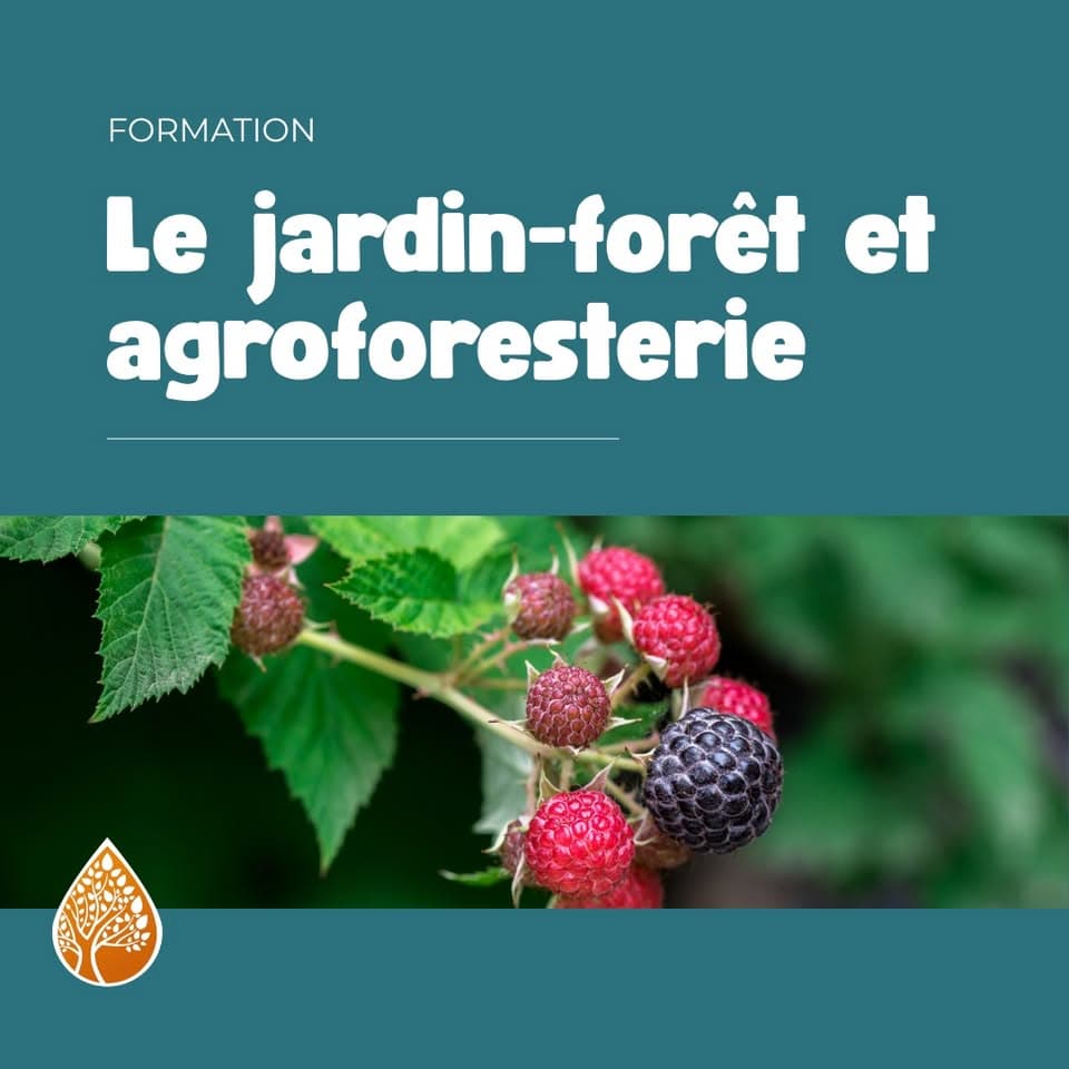 Le jardin-forêt et agroforesterie