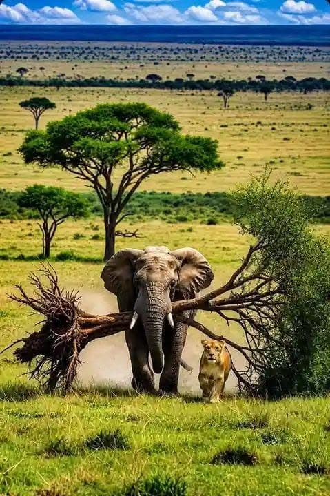 Rioba wildlife safaris