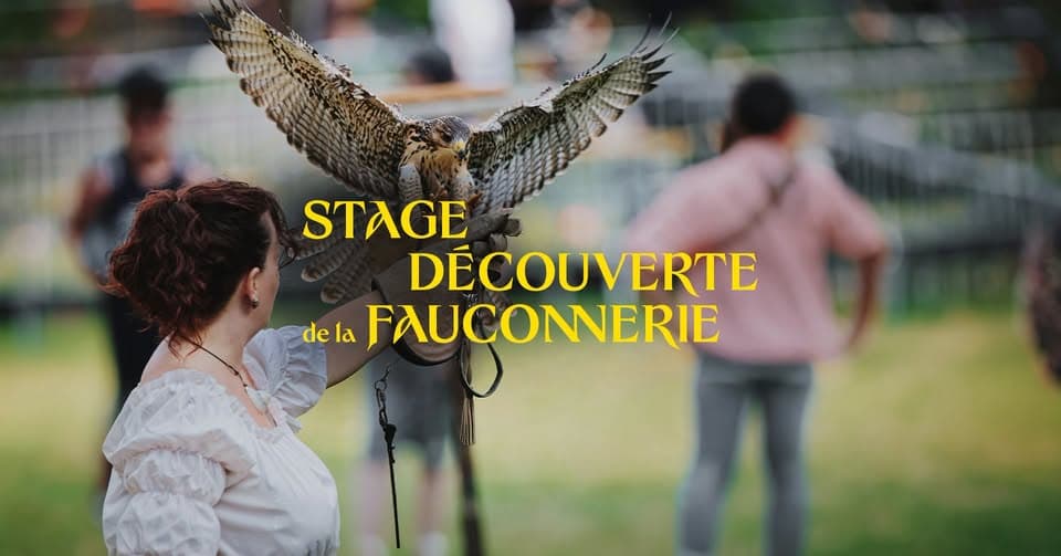 Adult falconry discovery day
