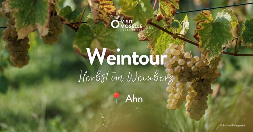 Wine Tour “Herbst im Weinberg” - 11/10