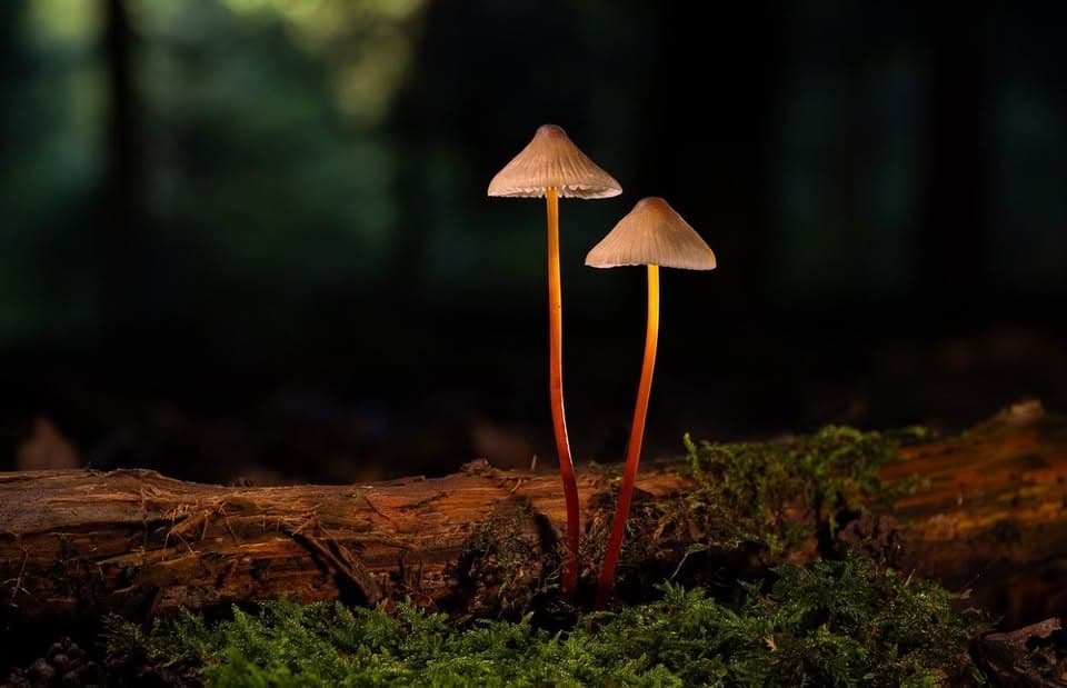 Nature Photography Workshop: Stage Your Mushrooms!