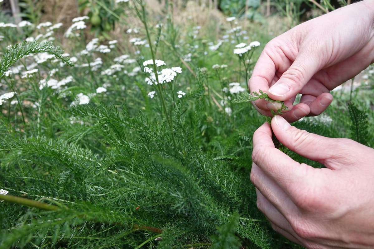 Accessible to All – Wild Herb Hike and Tasting