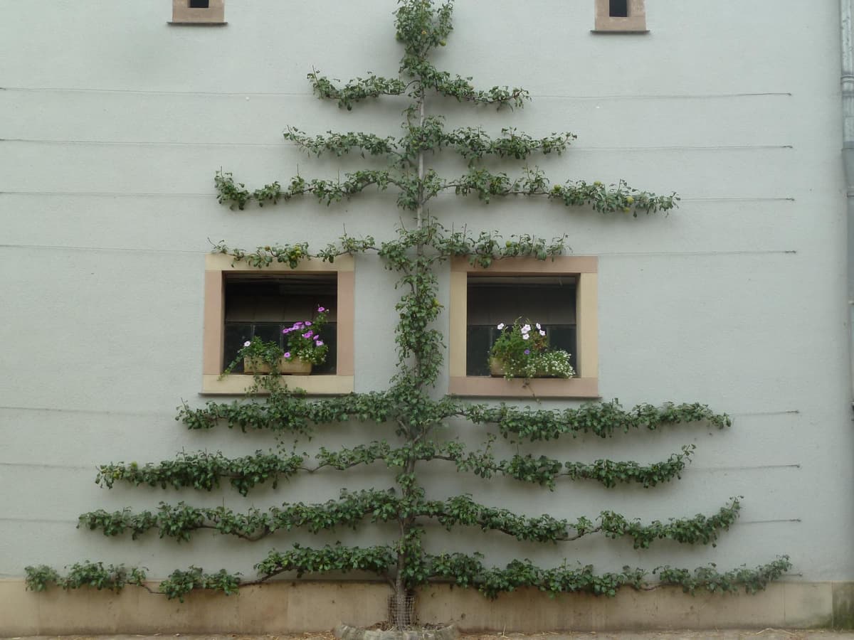 Pruning of fruit trees: espalier trees