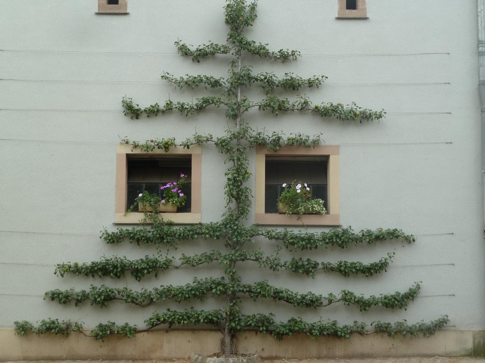 Pruning of fruit trees: espalier trees