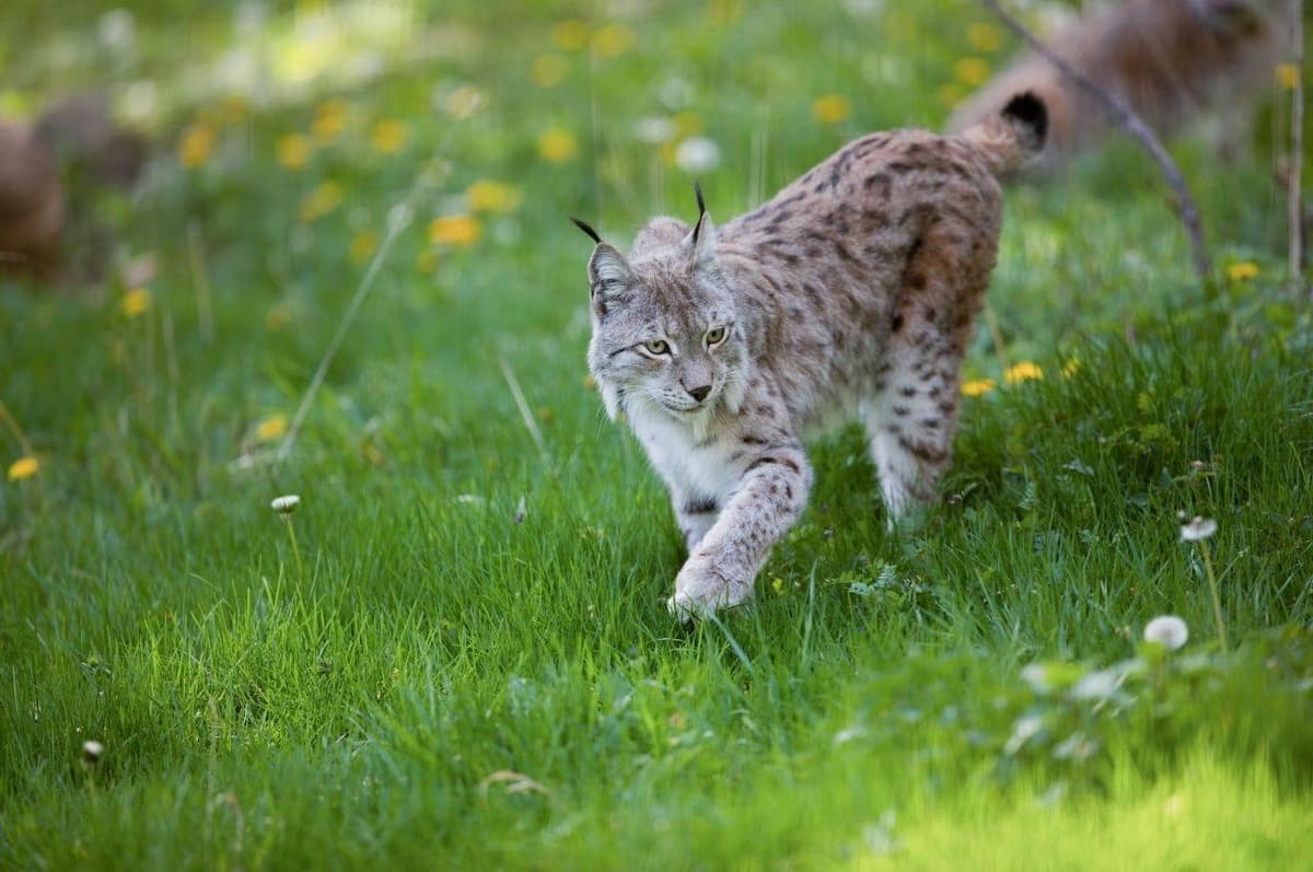 On the trail of the great predators