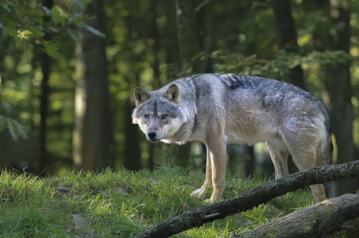 On the Trail of the Great Predators