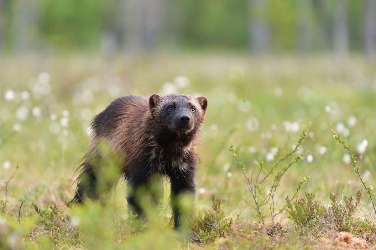 Tracking the Great Predators