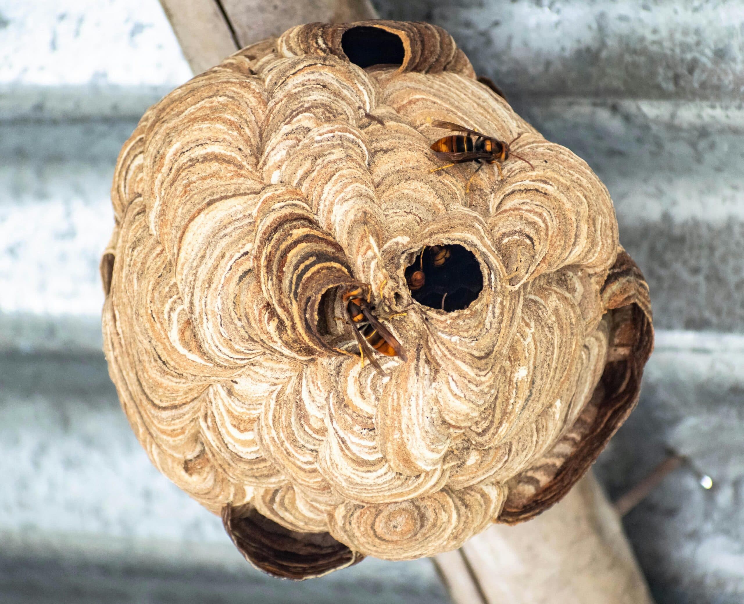 The Asian hornet – how to identify it, how to take the right action – Information evening