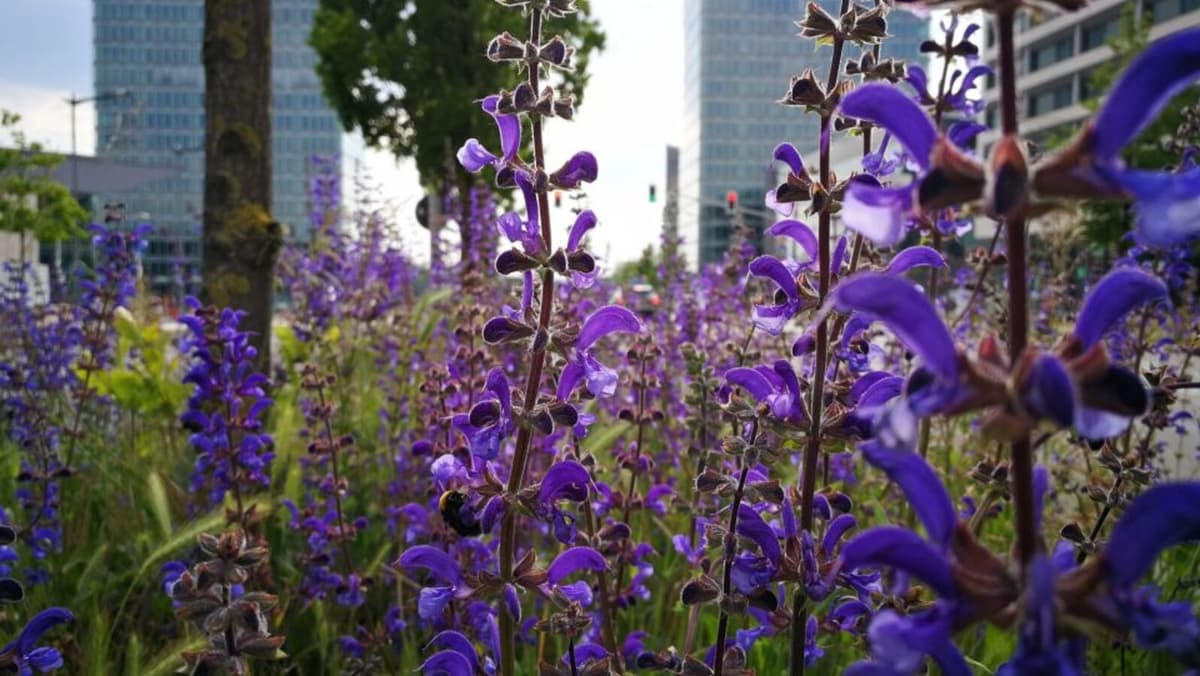 Promenades à la découverte des plantes médicinales
