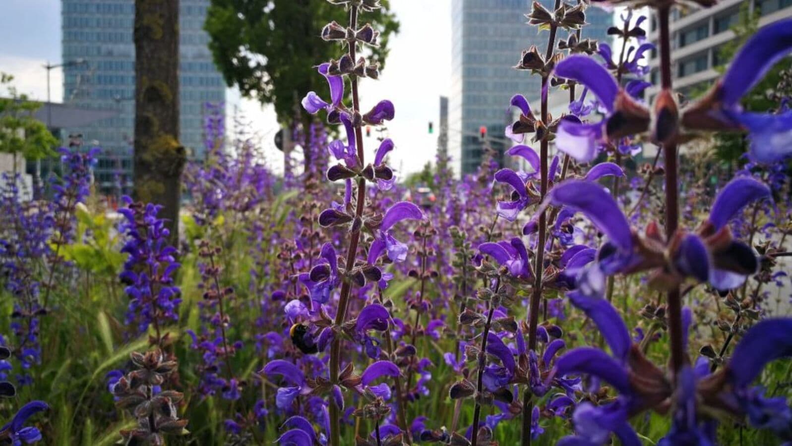 Promenades à la découverte des plantes médicinales