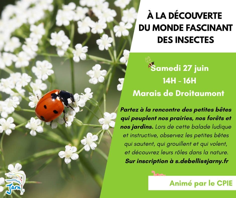 Environmental animation - Discovering the fascinating world of insects