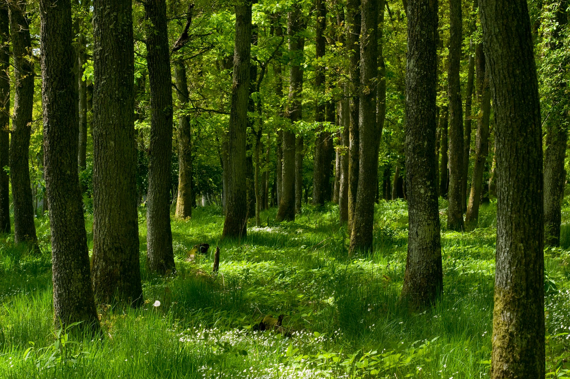 Forest Bathing – Find Calm, Recharge Yourself