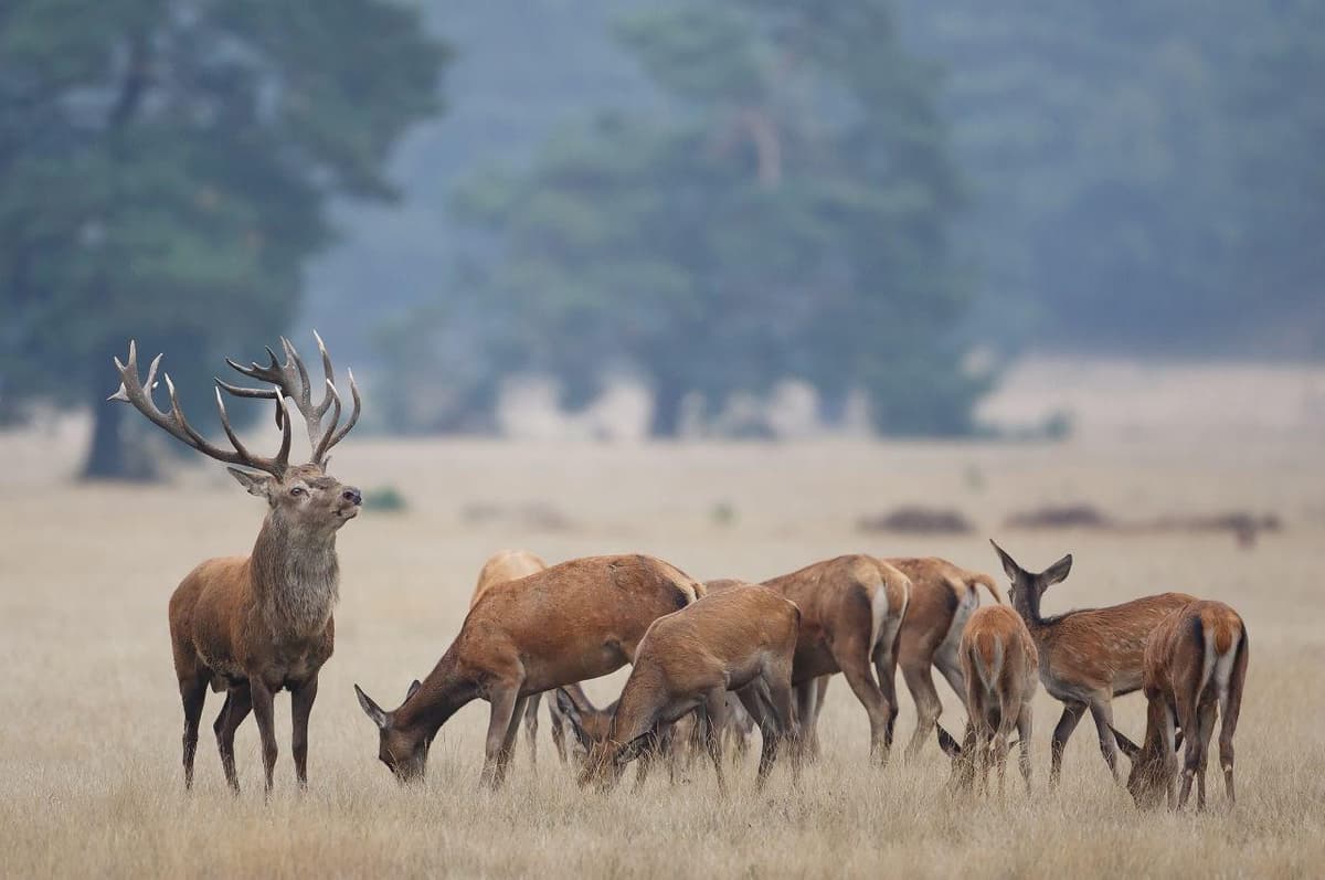 Brame du cerf expliqué aux enfants