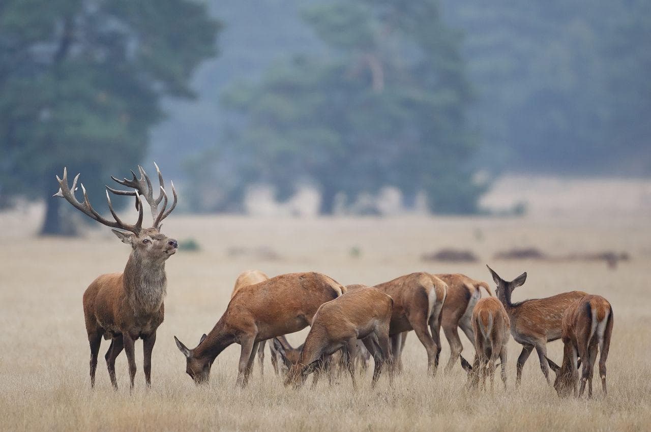 Brame du cerf expliqué aux enfants