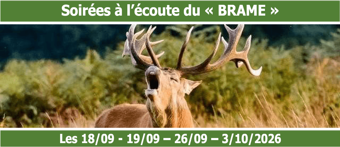 Soirées à l'écoute du "brame" : Soirée "classique"
