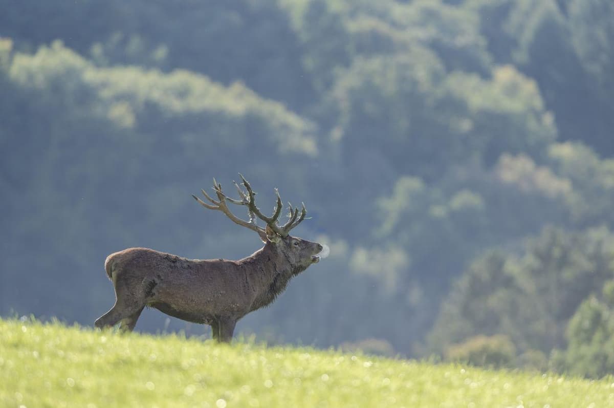 Brame du cerf expliqué aux enfants