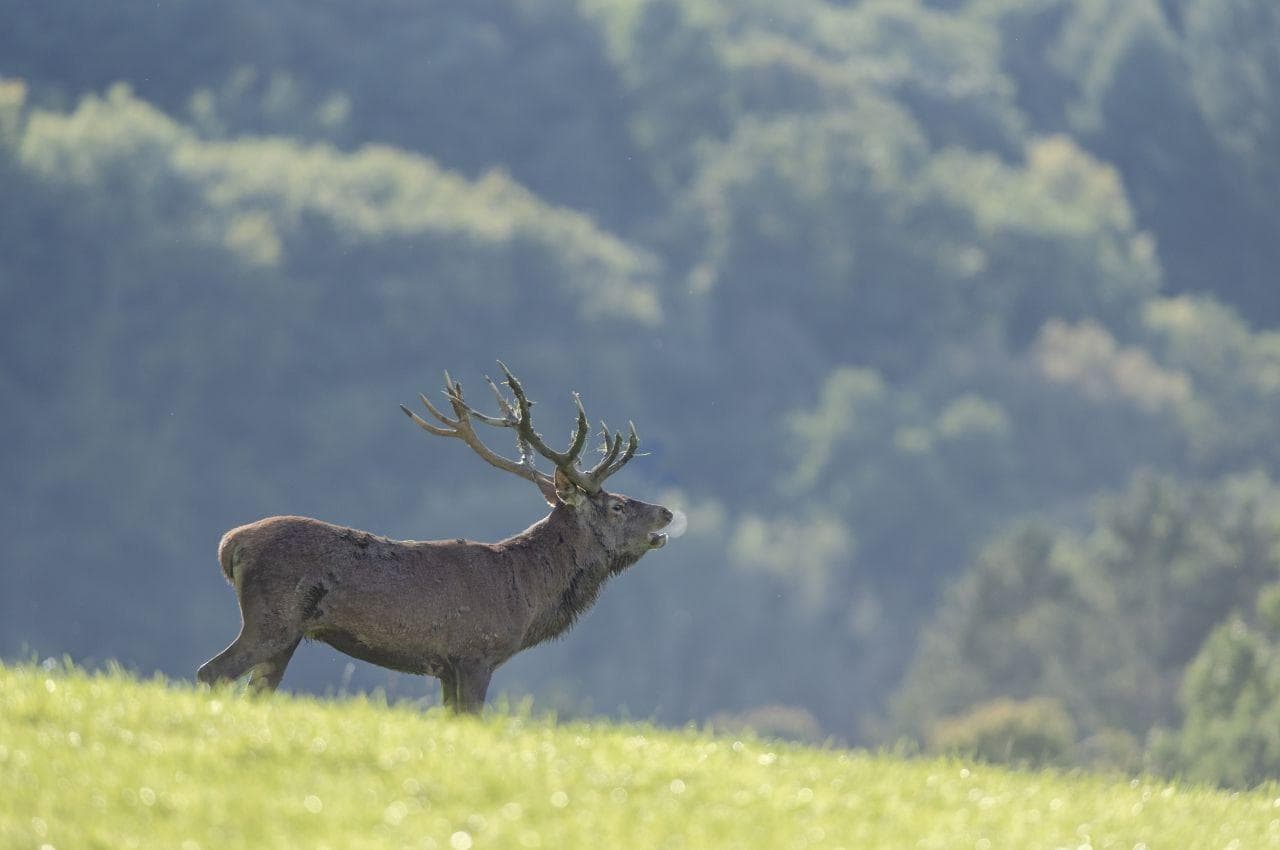 Brame du cerf expliqué aux enfants
