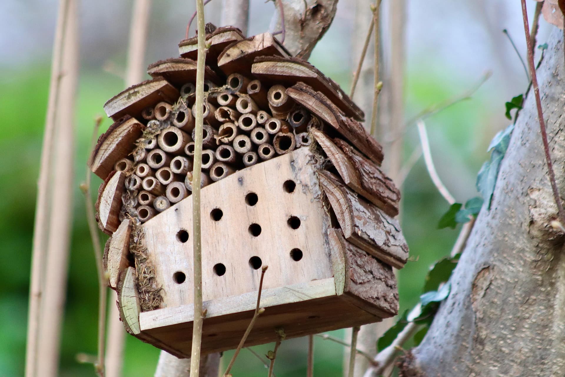 Nature Workshop - Funny Creatures Looking for Shelter!