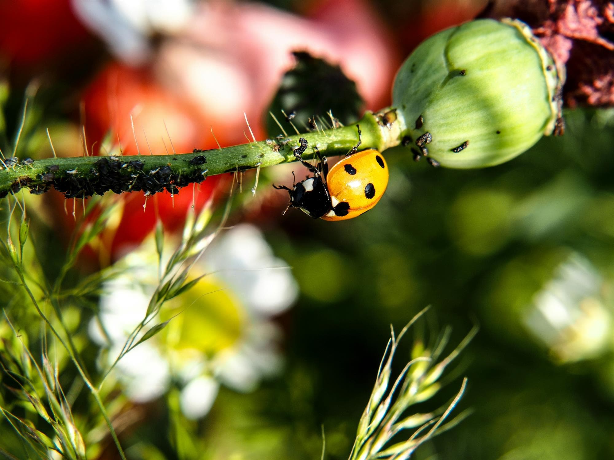 A Nature Break in Helstroff - Biodiversity Along the Paths
