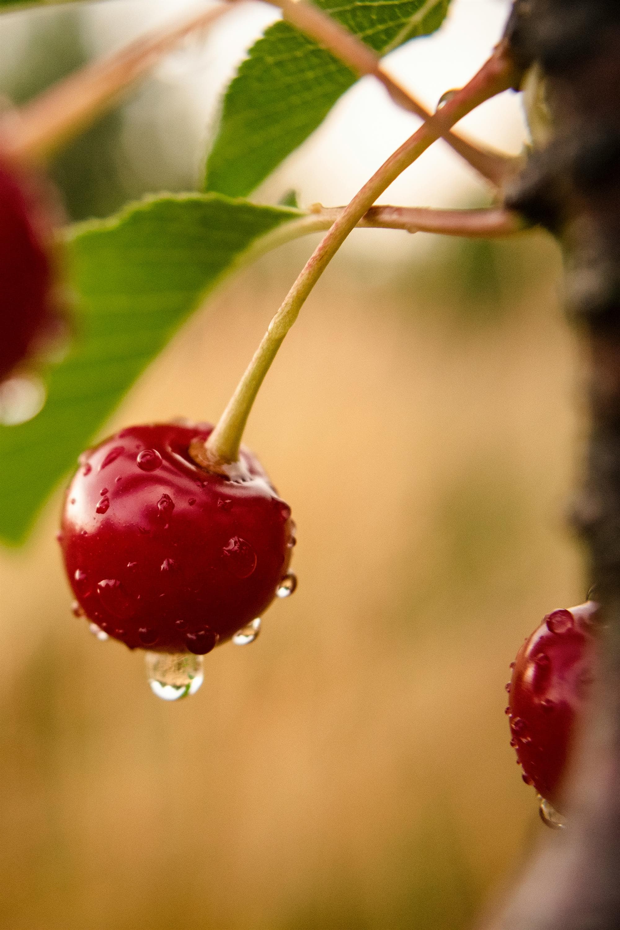 Cherry Festival