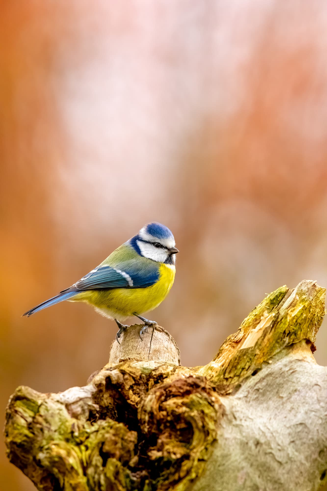 Weaving Willows for Birds – Make Your Own Bird Feeder!