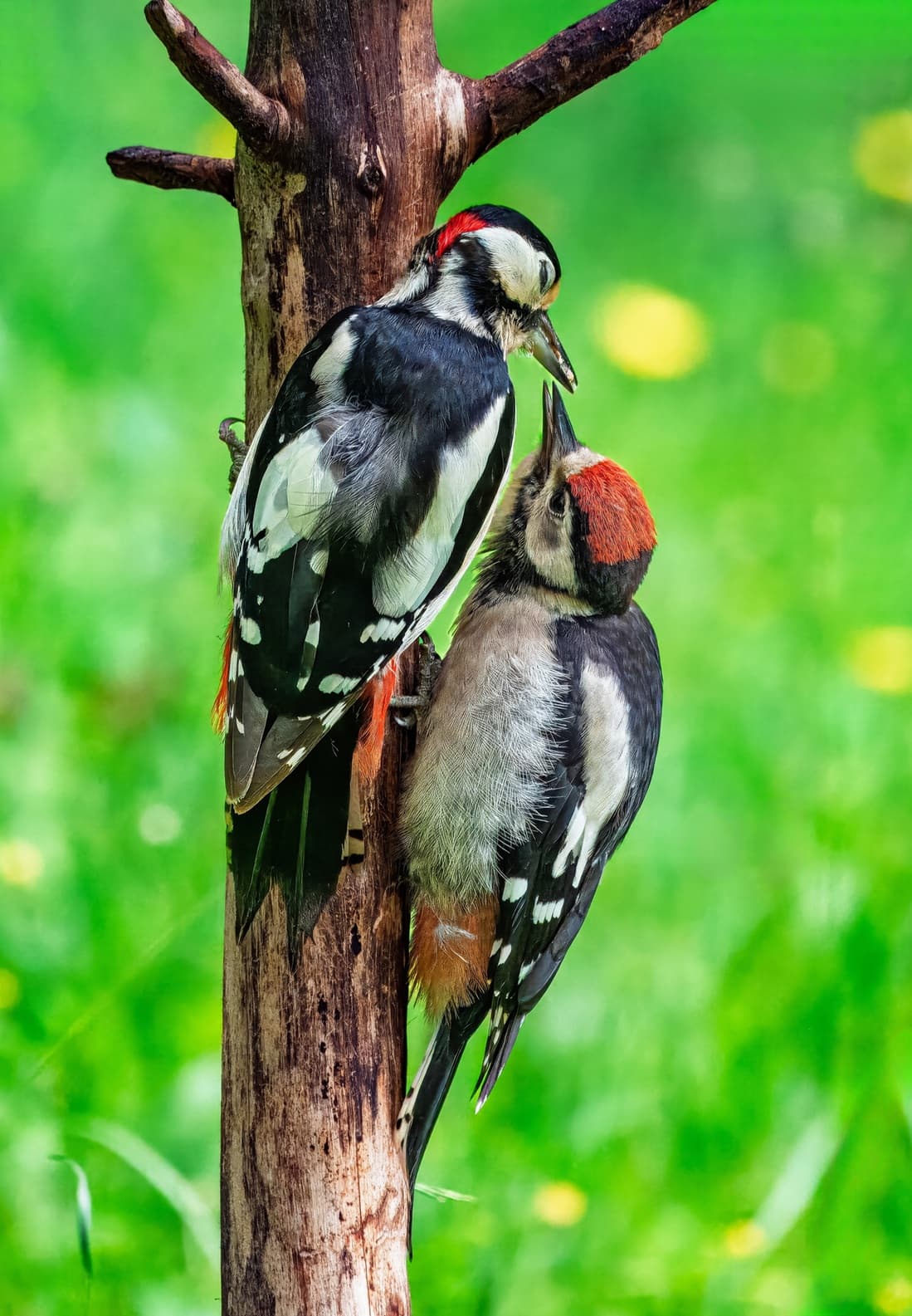 Nature fun - The Pic family