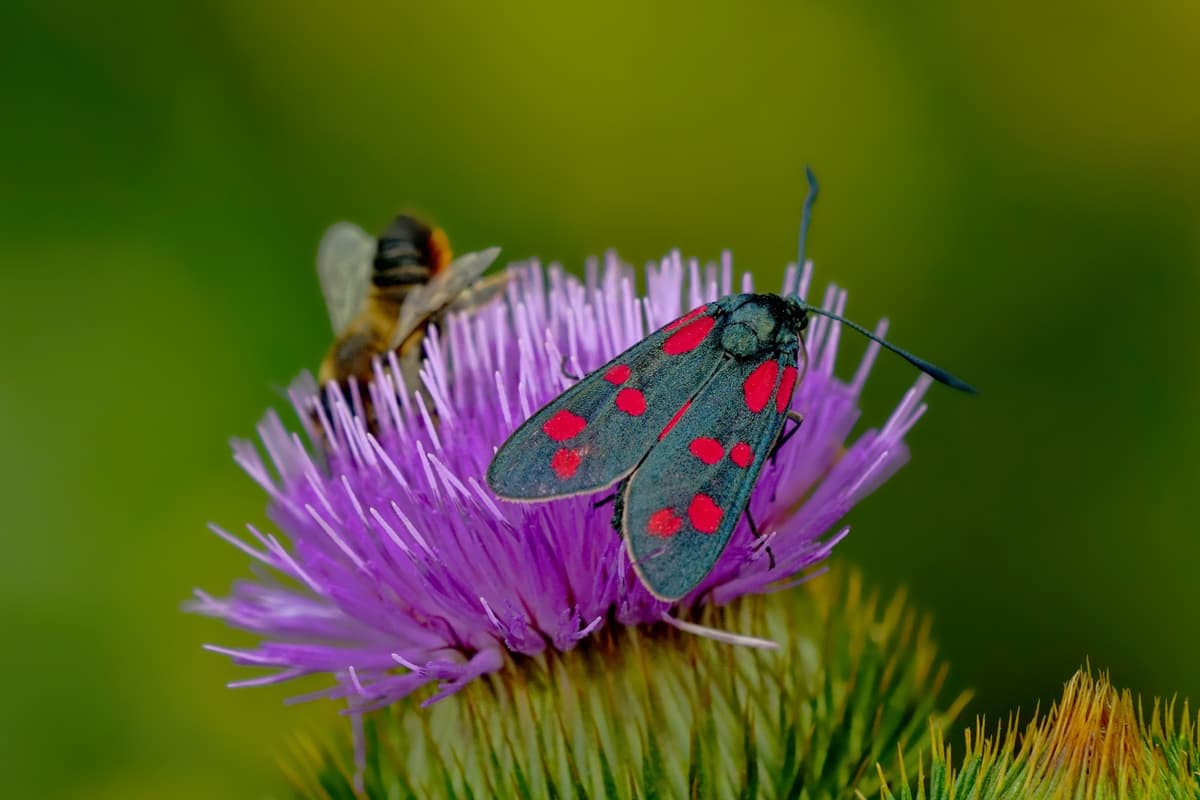 Nature Break in Hestroff - Biodiversity Along the Trails