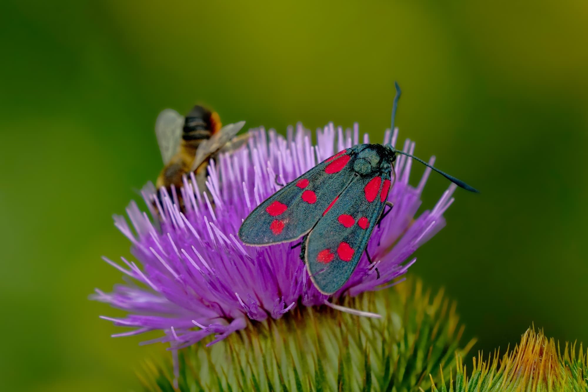 Nature Break in Hestroff - Biodiversity Along the Trails