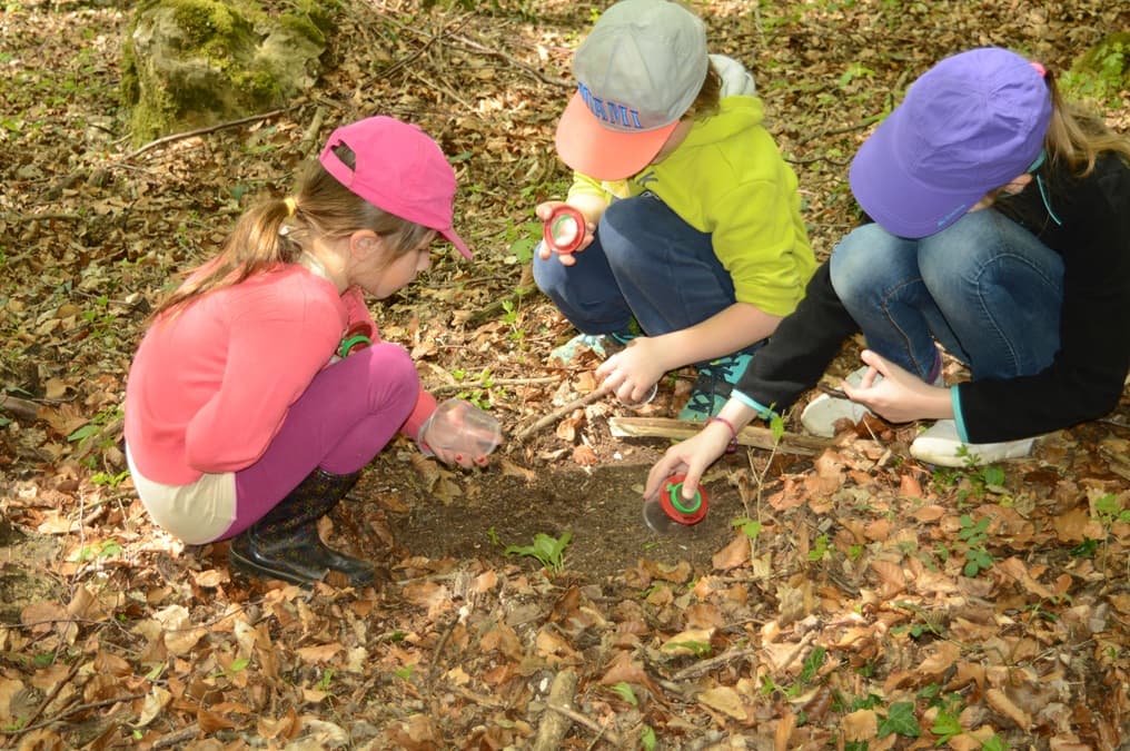 Nature Fun - Nature Investigation