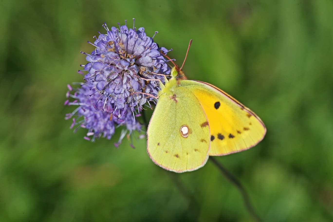 Nature break - Meet the Devil's-bit scabious and its pollinators
