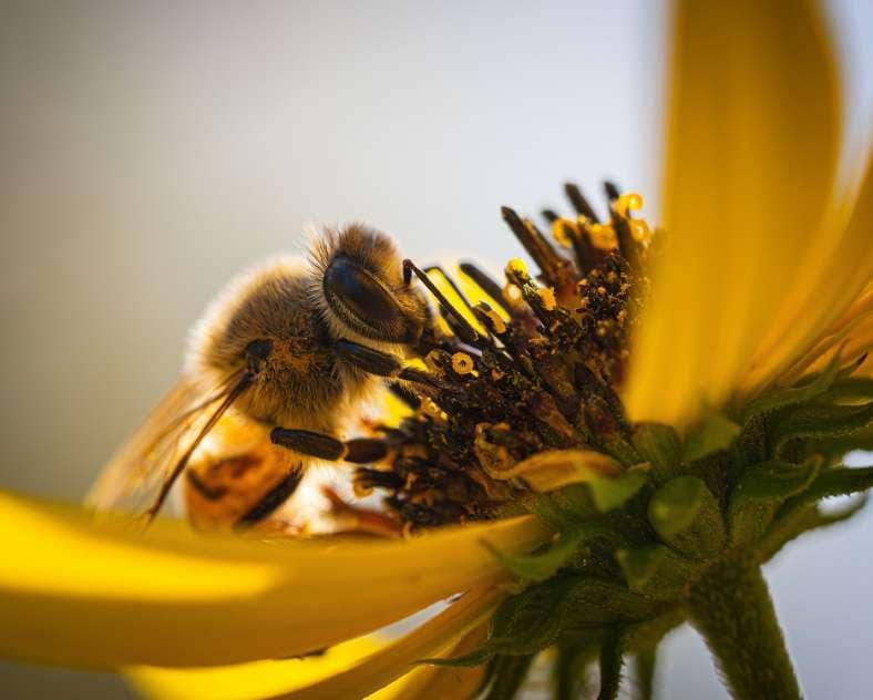 Meeting of Honey and Bees