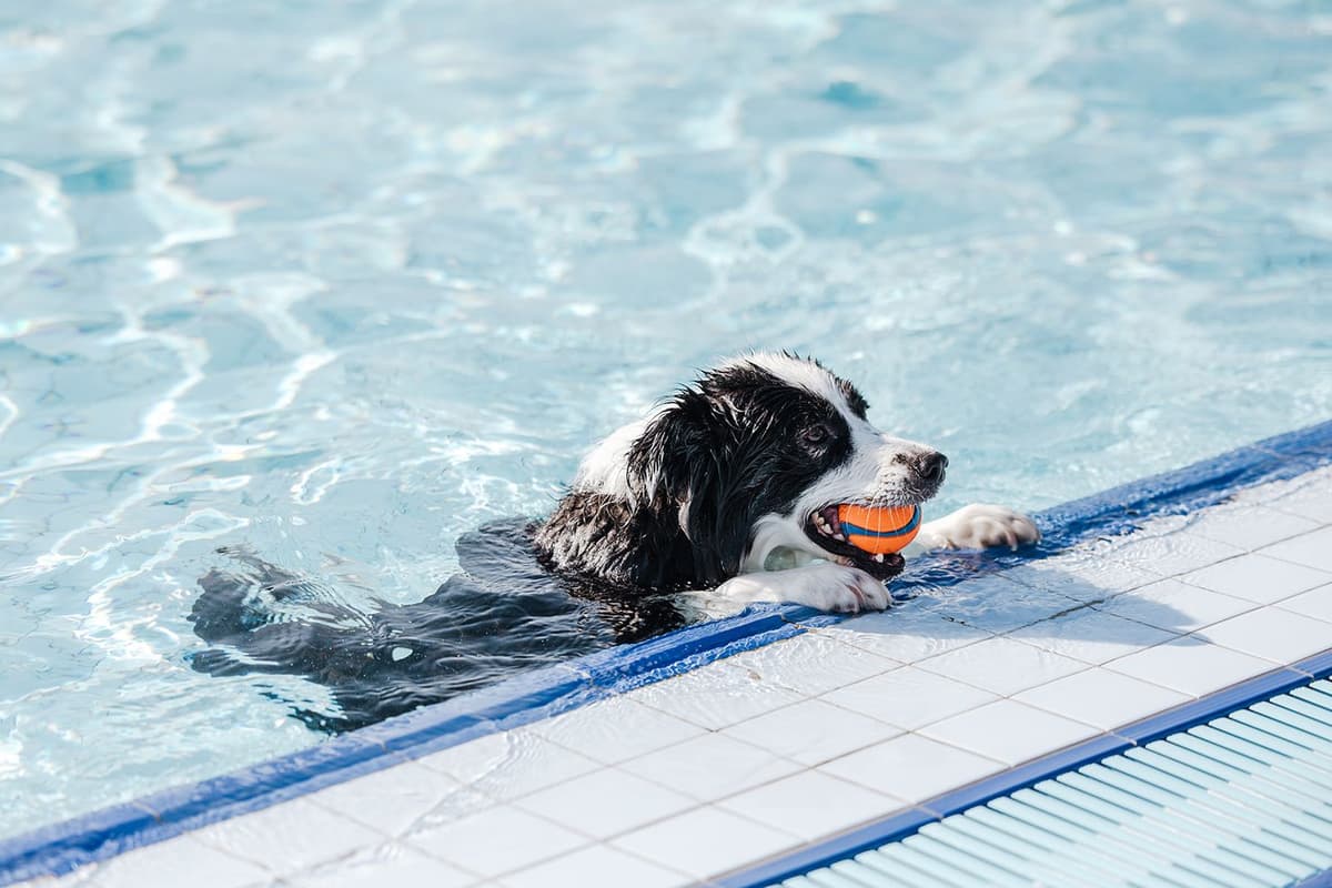 Dog swimming