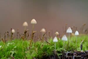 Mise en scène des champignons – Atelier photo