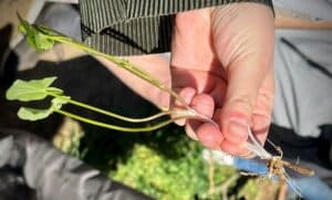 Balade à la découverte des plantes comestibles et médicinales