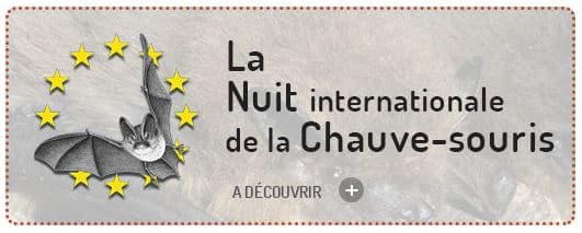 Visite guidée - La nuit de la chauve-souris