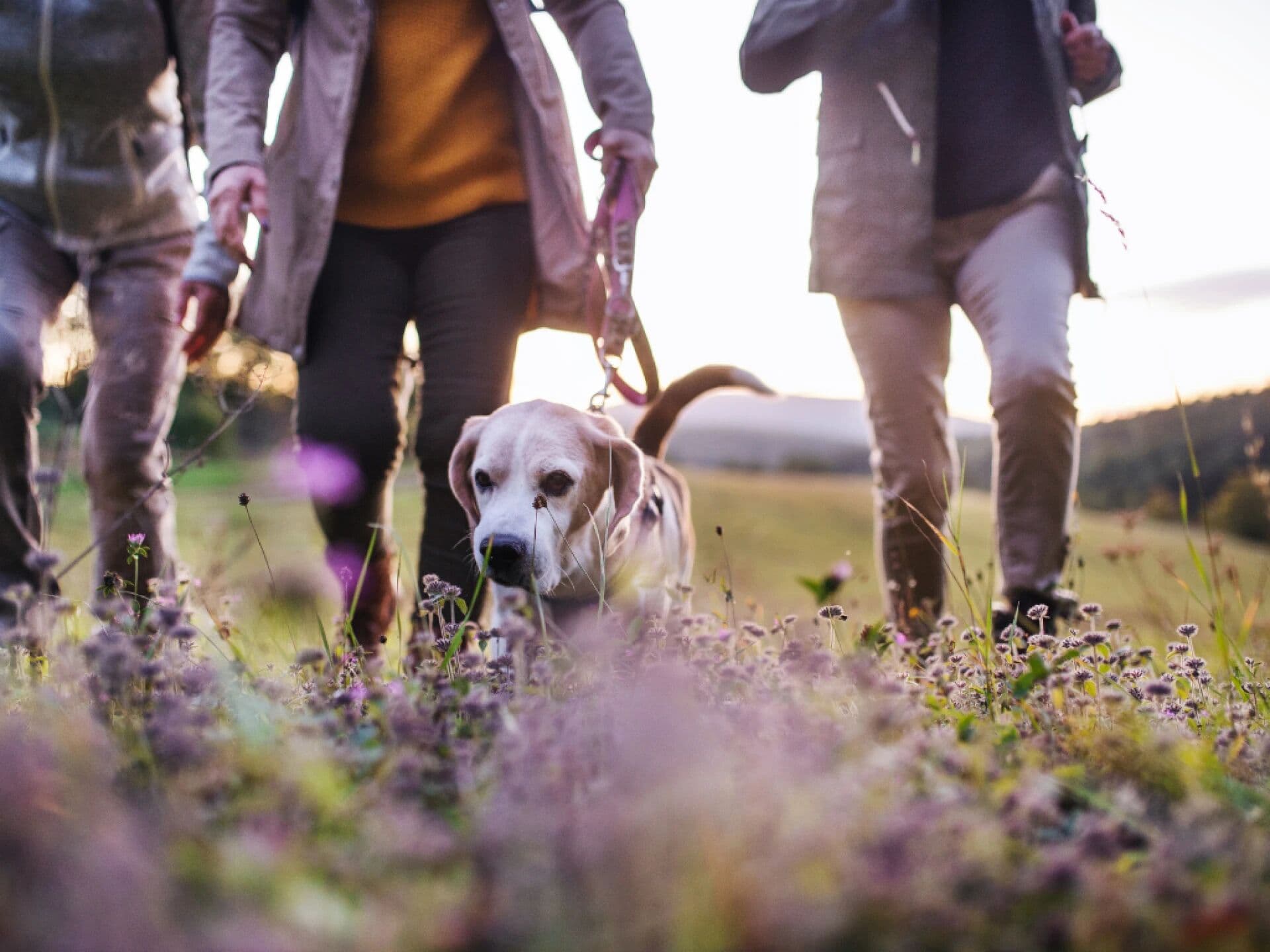 Rencontre canine - Balade en groupe avec un coach