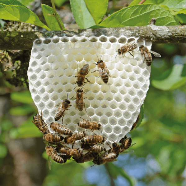 Talk on bees with Michel Collette: “Die Bienen & die Biolandwirtschaft”