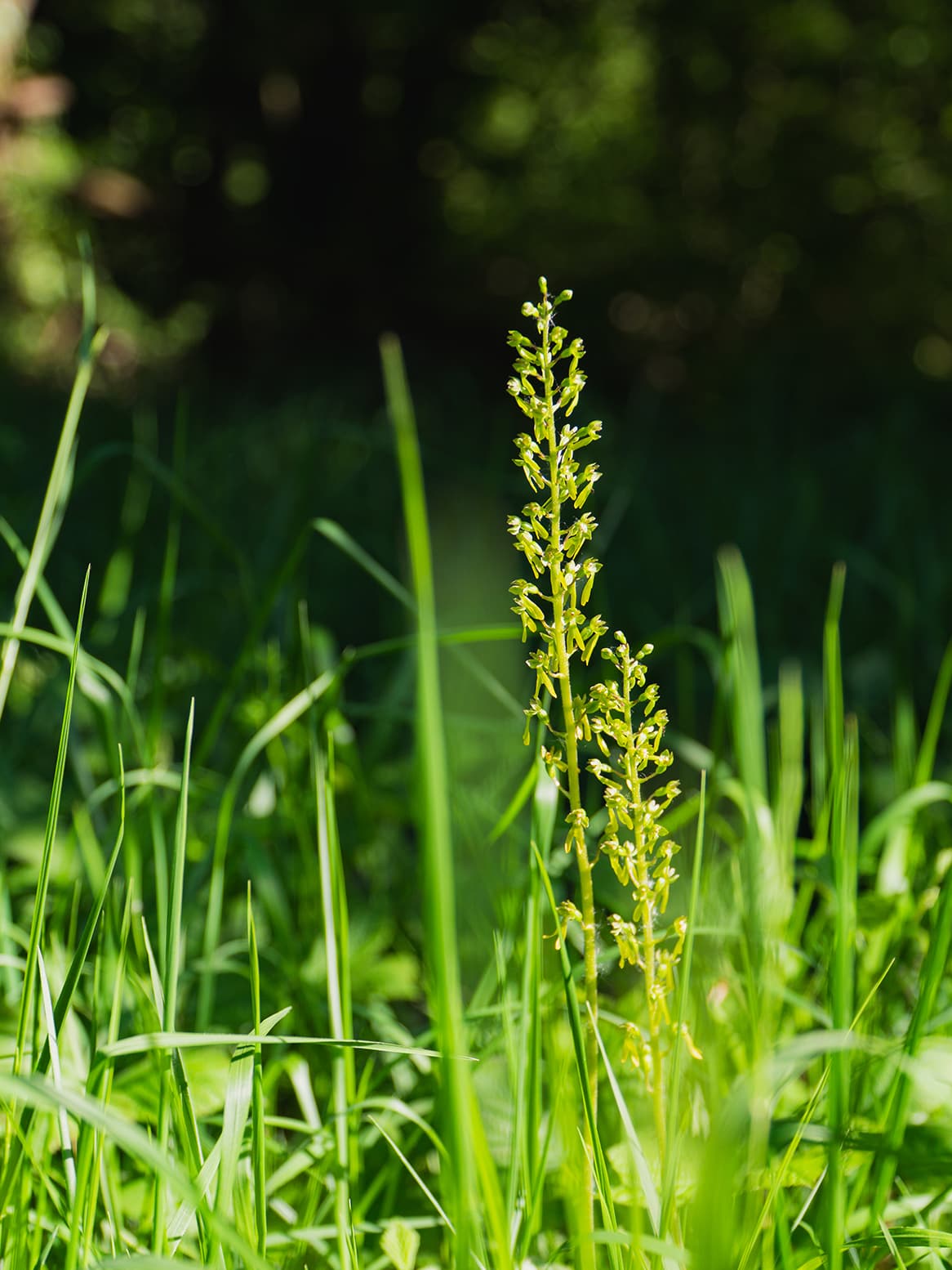 Chantier nature participatif