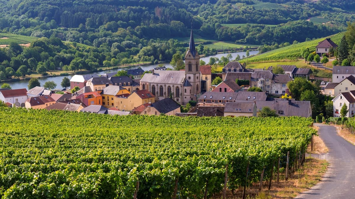 Apéritif dans les vignes et déjeuner dans les caves à vin