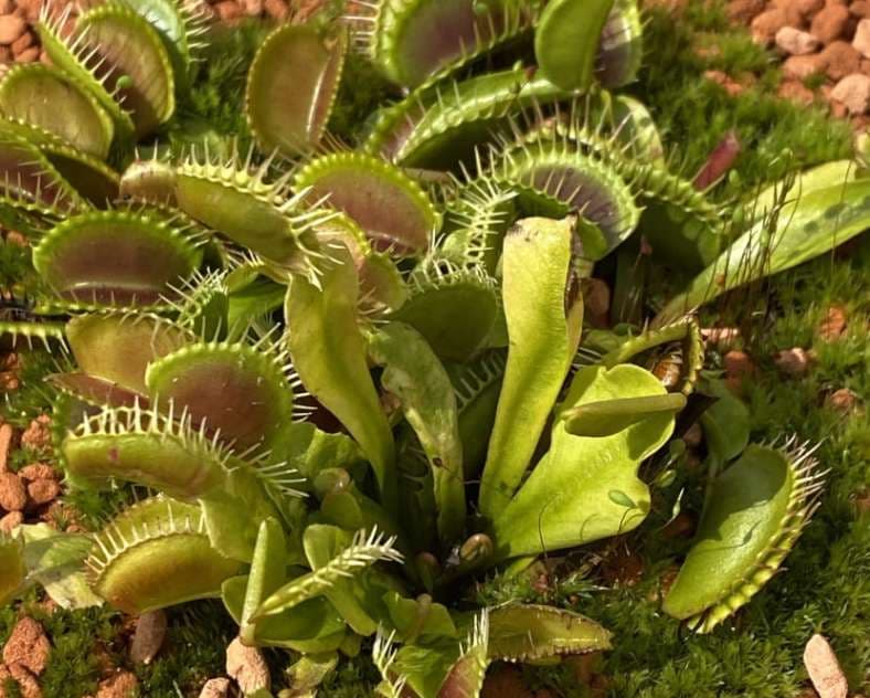 Children's Workshop (Ages 3–6): Carnivorous Plant Expedition